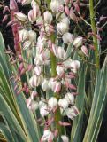 Yucca gloriosa Variegata - Gelbbunte Yucca-Palme Pflanze