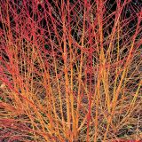 Cornus sanguinea Midwinter Fire - Gelb-Roter Hartriegel Pflanze