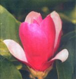 Magnolia Galaxy - Rote Magnolie Pflanze-/Baum