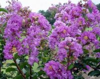 Lagerstroemia indica Cordon Blue - Lagerstroemie / Kreppmyrthe