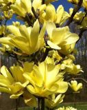 Magnolia Yellow Bird - Gelbe Magnolie Pflanze-/Baum