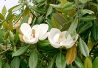 Magnolia grandiflora Galissoniere - Immergr�ne Magnolie Pflanze-/Baum