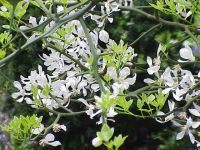 Poncirus trifoliata - Bitterzitrone / Dreibl�ttrige Orange Pflanze-/Baum