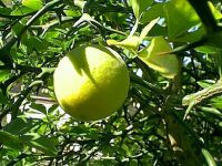 Poncirus trifoliata - Bitterzitrone / Dreibl�ttrige Orange Pflanze-/Baum