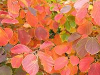 Fothergilla major - Federbuschstrauch Pflanze