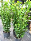 Laurus nobilis - Echter Gew�rz-Lorbeer Pflanze-/Baum