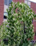 Cercidiphyllum japonicum Pendulum - H�nge-Katsurabaum