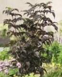 Sambucus nigra Black Tower - Rotlaubiger S�ulen-Holunder Pflanze