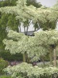 Cornus controversa Variegata - Weissbunter-Etagen-Hartriegel Baum