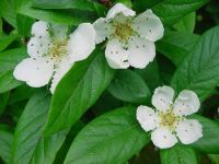 Mespilus germanica - Echter Mispel Baum