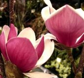 Magnolia Satisfaction - S�ulen-/Porzellan-Magnolie Pflanze-/Baum