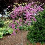 Cercis canadesis Lavender Twist - H�nge-Judasbaum