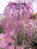 Cercis canadesis 'Lavender Twist' - H�nge-Judasbaum