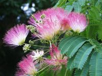 Albizia julibrissin - Seidenbaum / Schlafbaum