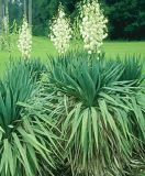 Yucca gloriosa - Yucca-Palme Pflanze