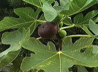 Ficus carica - Echter-Feigenbaum