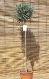 Olea europaea - Echte Olive / �lbaum