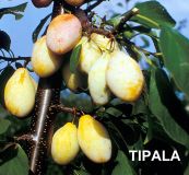 Prunus domestica - Pflaume/Goldzwetschen Baum Tipala