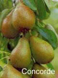Pyrus communis - S�ulen-Birnen Baum Concorde