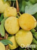 Prunus domestica - Pflaume/Eierpflaumen Baum Oullins Reneklode