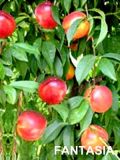 Prunus nusipersica - Nektarinen Baum Fantasia