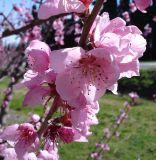 Prunus persica Rubira - Rotlaubiger Wildpfirsich Baum