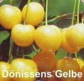 Prunus avium - S��kirschen Baum D�nissens Gelbe Knorpelkirsche