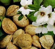 Prunus amygdalus dulcis - S��e Fruchtmandel Baum