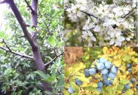 Prunus spinosa - Schlehe/Schwarzdorn Pflanze