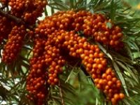Hippophae rhamnoides Leikora - Weiblicher Sanddorn Pflanze