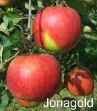 Malus domestica - Duo-Apfel Baum 'Elstar' und 'Jonagold'