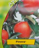 Malus domestica - Duo-Apfel Baum 'Topaz(S)' und 'Pinova(S)'