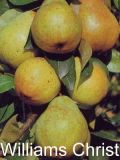 Pyrus communis - Duo-Birnen Baum Williams Christ und Gute Luise