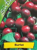 Prunus avium - Duo-S��kirschen Baum 'Sunburst' und 'Burlat'
