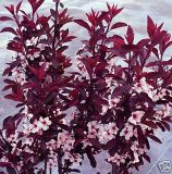 Prunus cistena - Zwerg-Blutpflaume Pflanze-/Baum