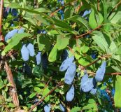 Lonicera kamtschatica Fialka - Mai-/Honigbeere Pflanze