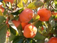 Djospyros kaki - Kaki-Baum Cioccolatino Rojo Brilliante Vaniglia Tipo Mela