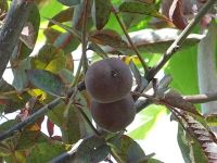 Juglans regia 'Purpurea' - Rotbl�ttriger Walnussbaum