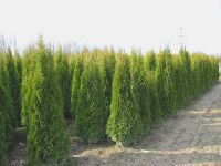 Thuja occidentalis Smaragd - Lebensbaum Hecke-/Pflanze