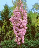 Prunus serrulata Amanogawa - S�ulenzierkirschen Baum