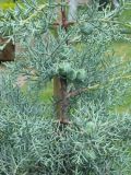 Cupressus arizonica Glauca - Blaue Arizona-Zypresse Baum