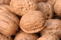 Juglans regia - Walnuss Baum