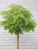 Metasequoia glyptostroboides Matthaei - Kugel-Mammutbaum