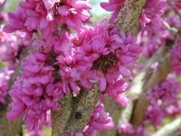 Cercis chinensis Don Egolf - Chinesischer Judasbaum