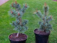 Pinus parviflora Glauca - Blaue M�dchen-Kiefer Baum