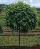 Robinia pseudoacacia Umbraculifera - Kugelakazien Baum