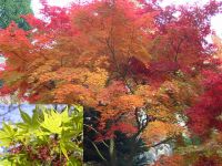 Acer palmatum - Japanischer F�cher-Ahorn Baum