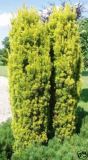 Taxus baccata fastigiata Aurea - Gelbe S�ulen-Eibe Pflanze