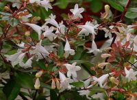 Abelia grandiflora - Gro�blumige Abelie Pflanze