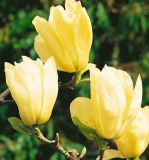 Magnolia Yellow River - Gelbe Magnolie Pflanze-/Baum